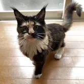 メインクーン【東京都・女の子・2025年5月2日・キャリコ】の写真2