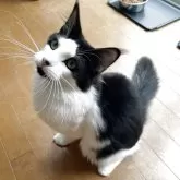 メインクーン【東京都・男の子・2025年3月30日・ブラック&ホワイト】の写真3