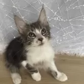 メインクーン【東京都・男の子・2025年5月9日・ブラウンタビー】の写真3