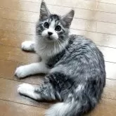 メインクーン【東京都・女の子・2025年5月9日・シルバータビー】の写真5