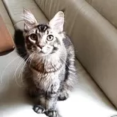 メインクーン【東京都・男の子・2025年2月13日・ブラウンティックドタビー】の写真5