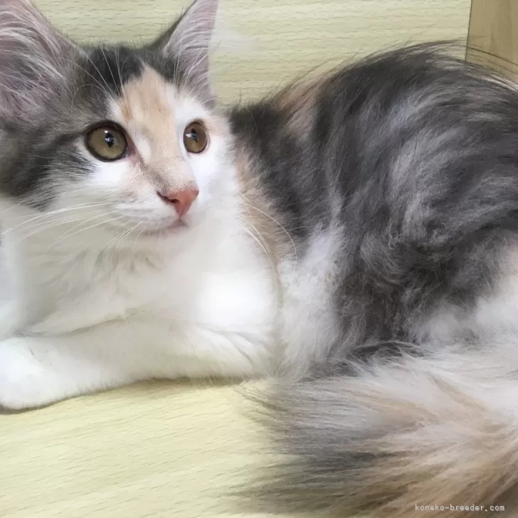 ym 様のお迎えした子猫