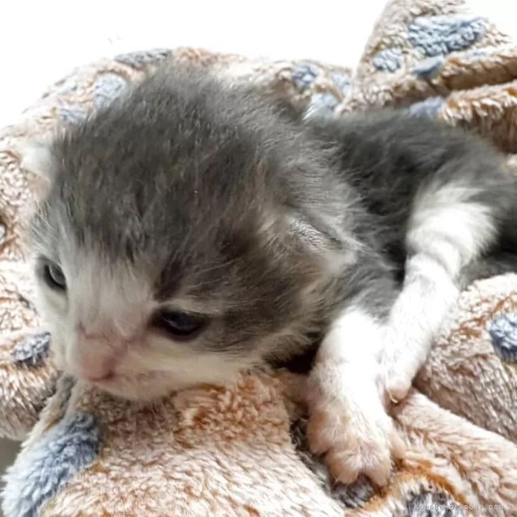 ID：2508-01700の子猫