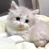 ノルウェージャンフォレストキャット