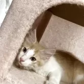 ノルウェージャンフォレストキャット