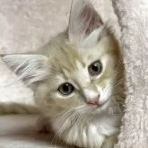 ノルウェージャンフォレストキャット