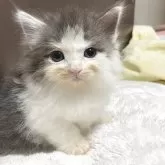 ノルウェージャンフォレストキャット