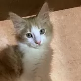 ノルウェージャンフォレストキャット