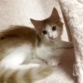 ノルウェージャンフォレストキャット【広島県・男の子・2025年4月24日・茶白】の写真2「かわいいです」