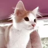 ノルウェージャンフォレストキャット【広島県・男の子・2025年8月4日・レッドダビーホワイト】の写真5