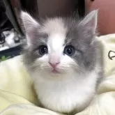 ノルウェージャンフォレストキャット【広島県・女の子・2025年8月4日・パステル三毛】の写真4