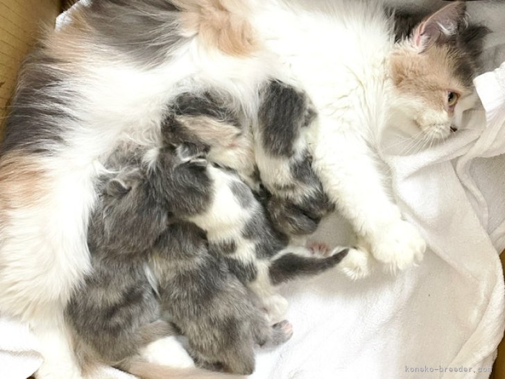 石川　竜也(いしかわ　たつや)ブリーダー(千葉県・サイベリアンなど・KCC登録)の紹介写真4