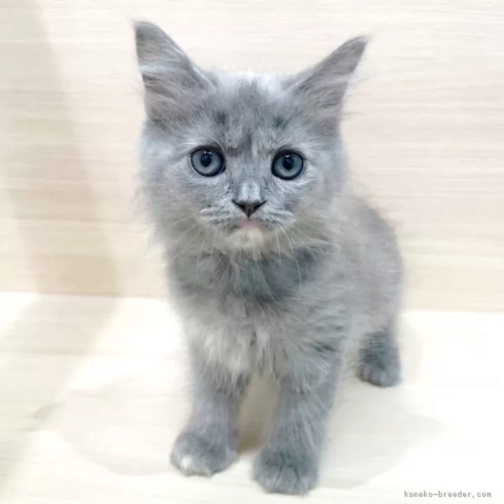 D.Y 様のお迎えした子猫