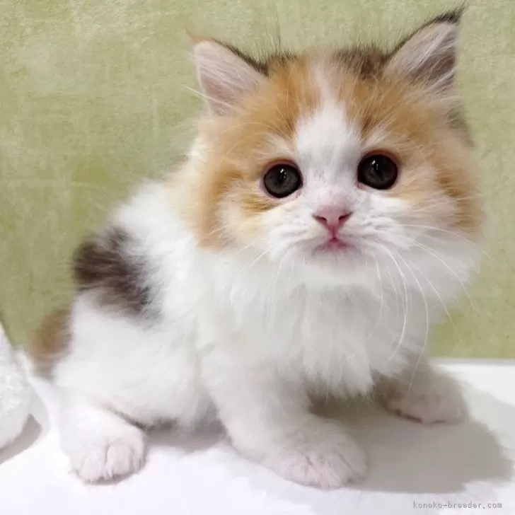 ラガマフィン【千葉県・女の子・2026年2月14日・キャリコ】の写真1