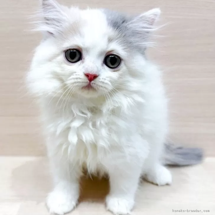 R.T 様のお迎えした子猫