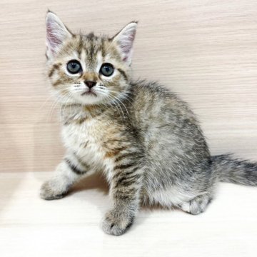 フォールデックス【千葉県・女の子・2025年7月19日・ブラウンタビー】の写真「🌺当店出産🌺童顔ベビーフェイスでとっても愛らし」