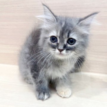 サイベリアン【千葉県・女の子・2025年7月31日・ブルータビー&ホワイト】の写真「🐾当店出産🐾たれ目の可愛いサイベリアンちゃん！」