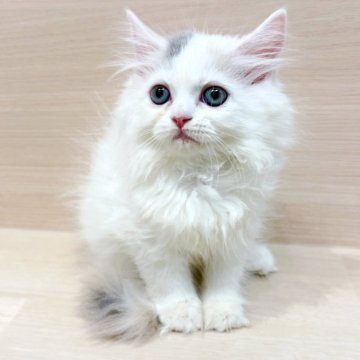 サイベリアン【千葉県・女の子・2025年8月30日・ダイリュートキャリコ】の写真「✨都内での見学も可能✨」