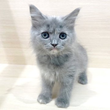 サイベリアン【千葉県・女の子・2025年7月31日・ブルーパッチドタビー&ホワイト】の写真「🐾当店出産🐾愛嬌たっぷりのサイベリアンちゃん！」