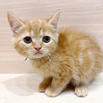 フォールデックス【千葉県・女の子・2025年7月19日・レッドタビー】の写真「🌷当店出産🌷お目目クリクリでとても可愛いフォー」