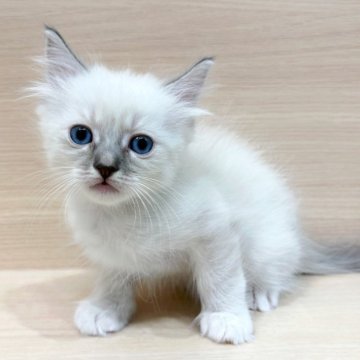 サイベリアン【千葉県・男の子・2025年9月20日・ブルーリンクスポイント（ネヴァマスカレード）】の写真「✨都内での見学も可能✨」