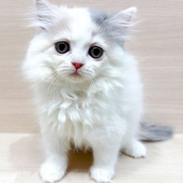 サイベリアン【千葉県・女の子・2025年8月30日・ダイリュートキャリコ】の写真「✨都内での見学も可能✨」