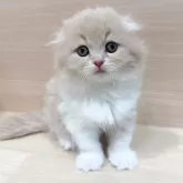 スコティッシュフォールド(折れ耳)【千葉県・女の子・2025年10月26日・クリームタビー&ホワイト】の写真1