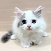 サイベリアン
