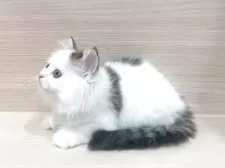 スコティッシュフォールド(立ち耳)【千葉県・男の子・2025年9月6日・ブラウンタビー&ホワイト】の写真2