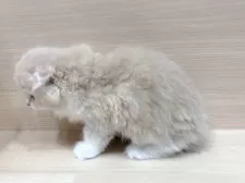 スコティッシュフォールド(折れ耳)【千葉県・女の子・2025年10月26日・クリームタビー&ホワイト】の写真2