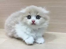 スコティッシュフォールド(折れ耳)【千葉県・女の子・2025年10月26日・クリームタビー&ホワイト】の写真3