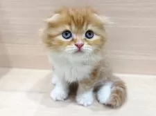 スコティッシュフォールド(折れ耳)【千葉県・女の子・2025年10月26日・レッドタビー&ホワイト】の写真3