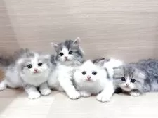 スコティッシュフォールド(立ち耳)【千葉県・男の子・2025年9月6日・ブラウンタビー&ホワイト】の写真4