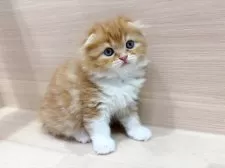 スコティッシュフォールド(折れ耳)【千葉県・女の子・2025年10月26日・レッドタビー&ホワイト】の写真5