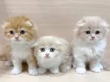 スコティッシュフォールド(折れ耳)【千葉県・女の子・2025年10月26日・クリームタビー&ホワイト】の写真6