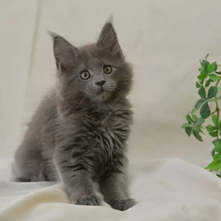 ID：2501-00627の子猫