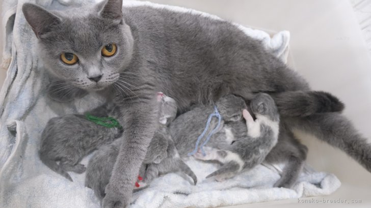 志水七海ブリーダーのブログ：子猫が産まれました✨