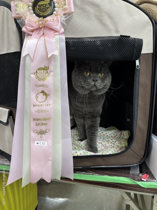 志水七海ブリーダーのブログ：WCFキャットショー