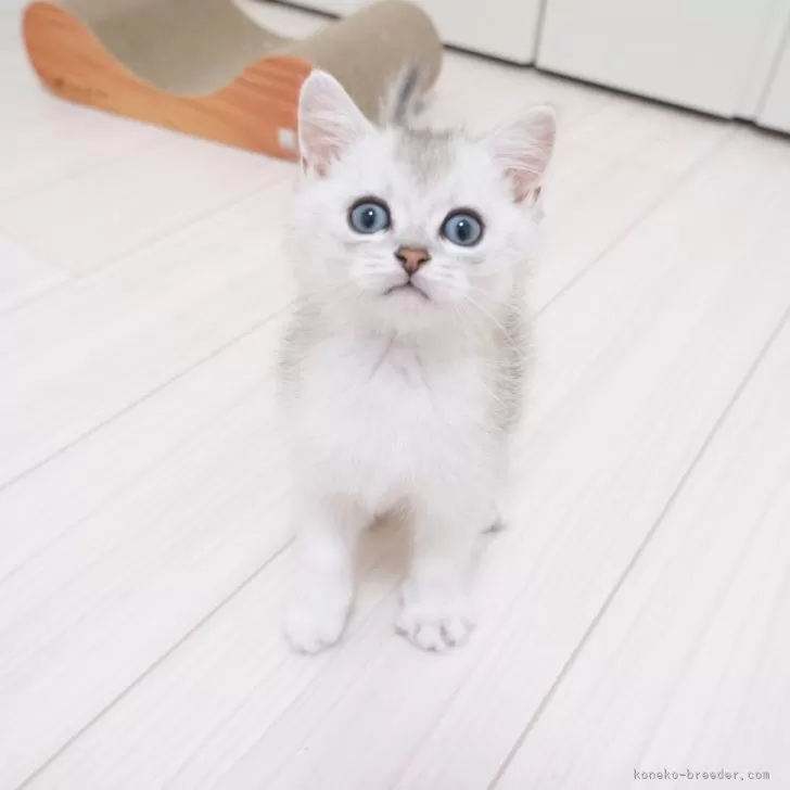 ID:2404-02671の子猫