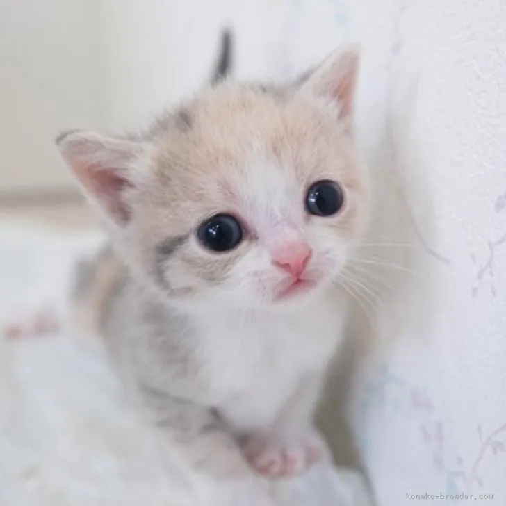 ID：2309-01308の子猫