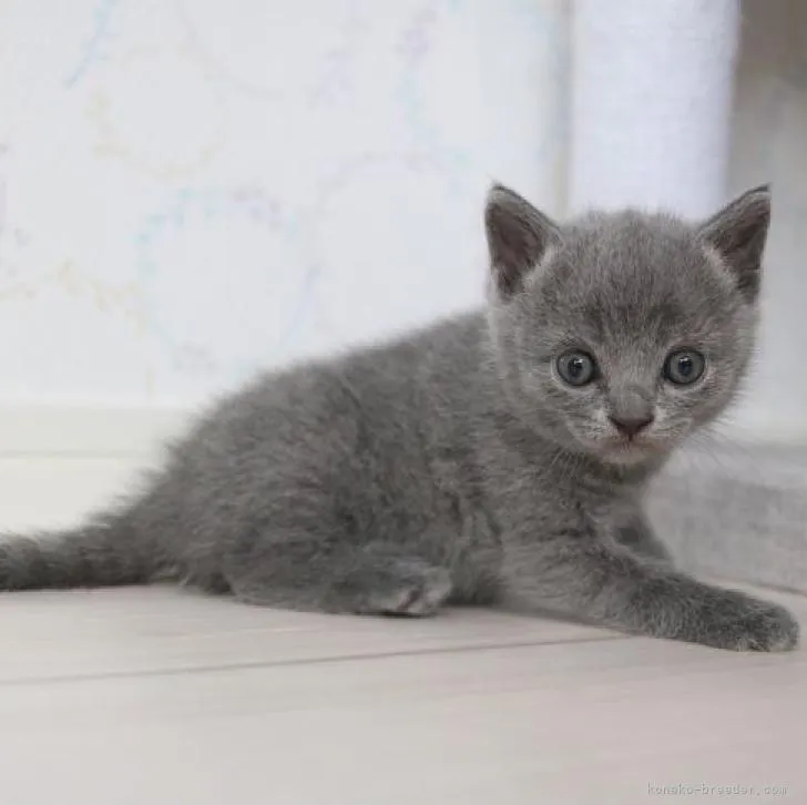 ID:2208-03010の子猫
