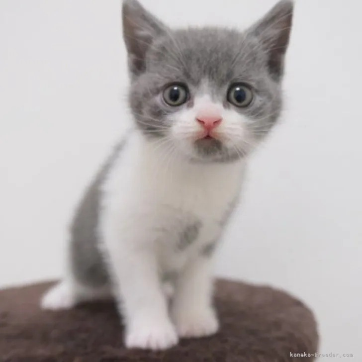 ID：2308-02271の子猫
