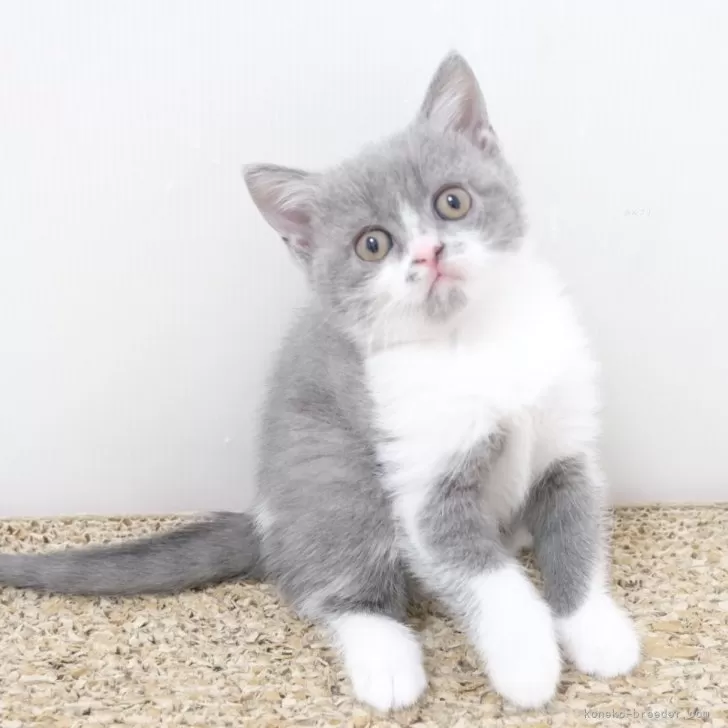 ID：2403-02892の子猫