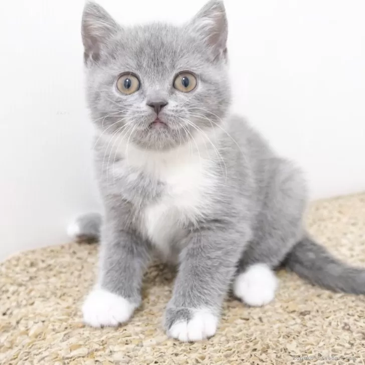 ID：2403-02893の子猫