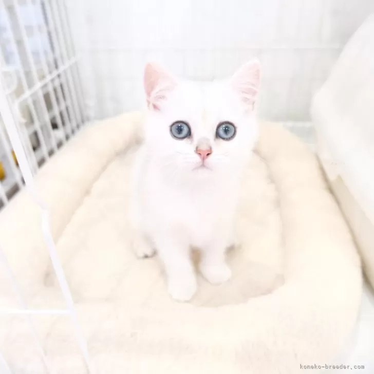ID:2404-02666の子猫