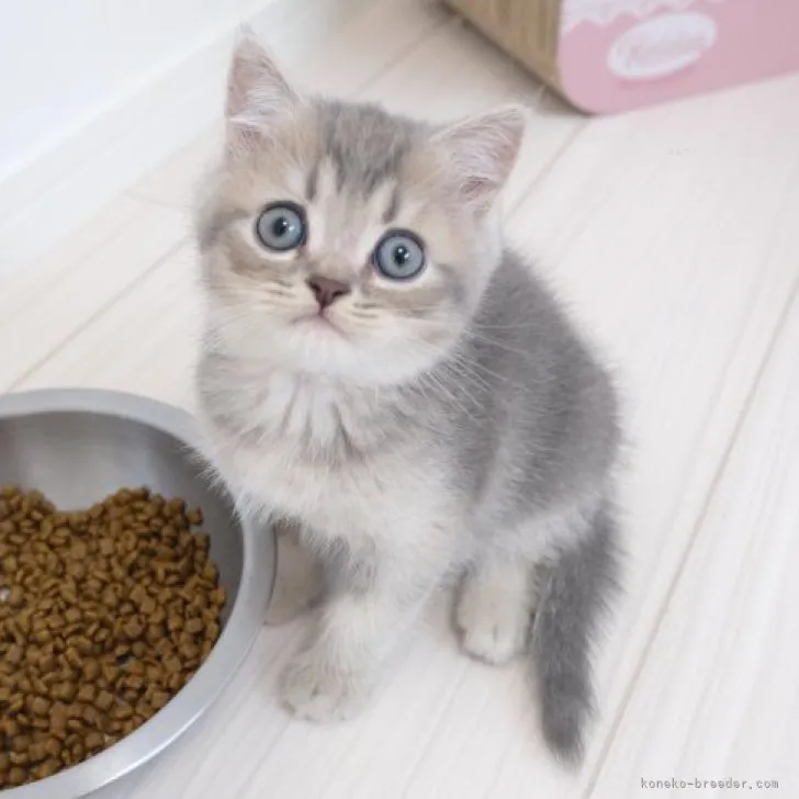 ID：2309-01304の子猫