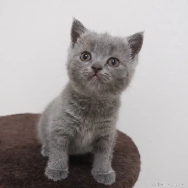 ID:2308-03055の子猫