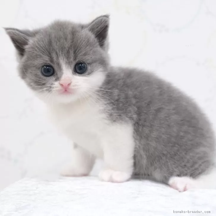 ID：2407-02877の子猫