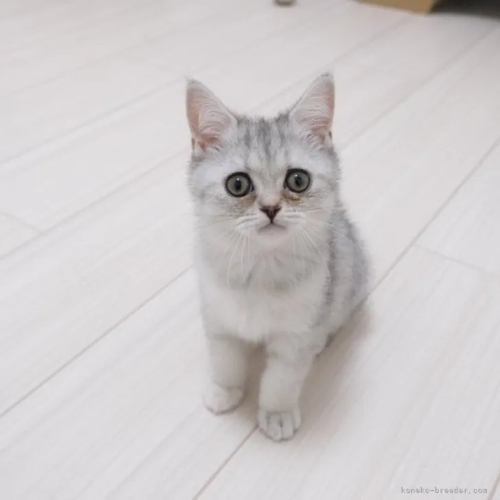 ID：2309-01305の子猫