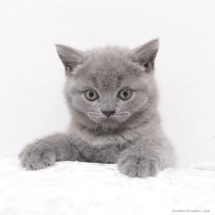 ID：2406-03766の子猫